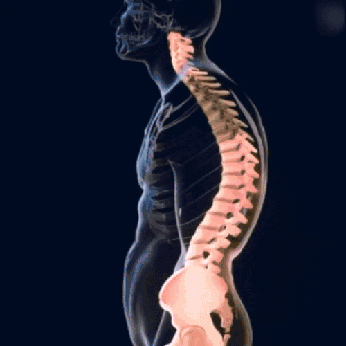 Soporte de Espalda Perfecta